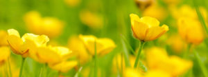 Campbell's-Spring-Yellow-Buttercups